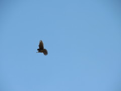 Falco sparverius sparverius