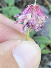 Trifolium productum