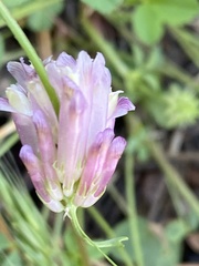 Trifolium productum