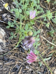 Trifolium productum