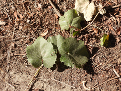 Vitis californica