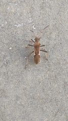 Megalotomus ornaticeps