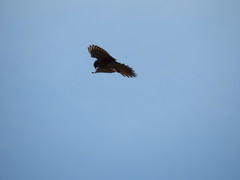 Falco sparverius sparverius