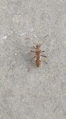 Megalotomus ornaticeps