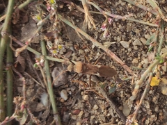 Megalotomus ornaticeps