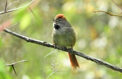 Synallaxis frontalis