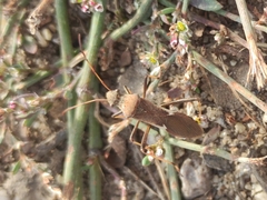 Megalotomus ornaticeps