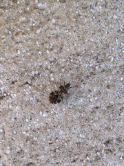 Centrocoris variegatus