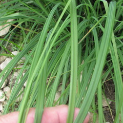 Carex emoryi
