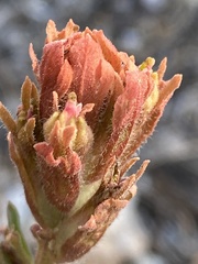 Castilleja