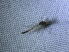 Chironomidae