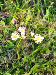 Erigeron vernus