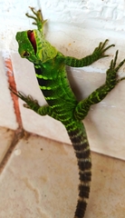 Ctenosaura macrolopha