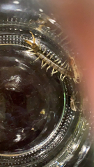 Hemiscolopendra marginata