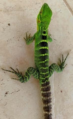 Ctenosaura macrolopha