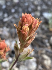Castilleja