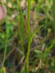 Erigeron vernus