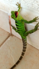 Ctenosaura macrolopha