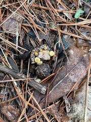 Lachnellula