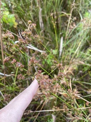 Juncus roemerianus