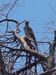 Melierax poliopterus