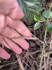 Parsonsia