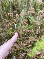 Juncus roemerianus