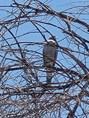 Melierax poliopterus