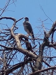 Melierax poliopterus