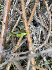 Parsonsia