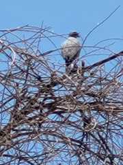 Melierax poliopterus