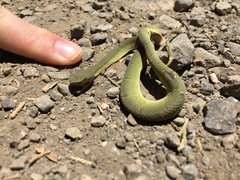 Bothriechis lateralis