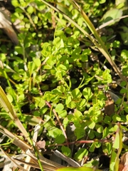 Ludwigia microcarpa