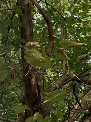 Celtis occidentalis