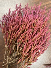 Salicornia rubra