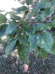 Celtis laevigata