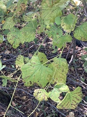 Ampelopsis glandulosa