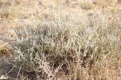 Seriphium plumosum