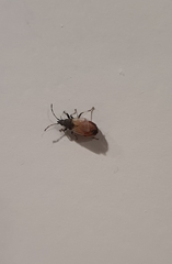 Oxycarenus hyalinipennis