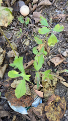 Nabalus trifoliolatus