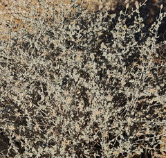 Brickellia incana