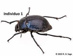 Nyctelia