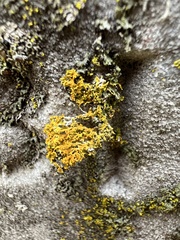 Xanthomendoza weberi