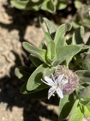 Monardella odoratissima