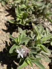 Monardella odoratissima