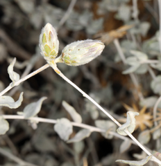 Brickellia incana