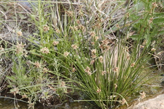 Afroscirpoides dioeca