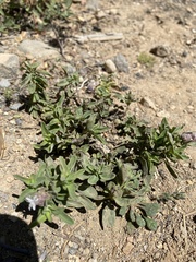 Monardella odoratissima