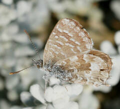 Theclinesthes serpentata