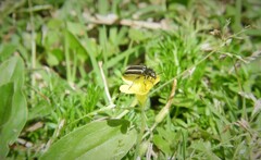 Astylus quadrilineatus